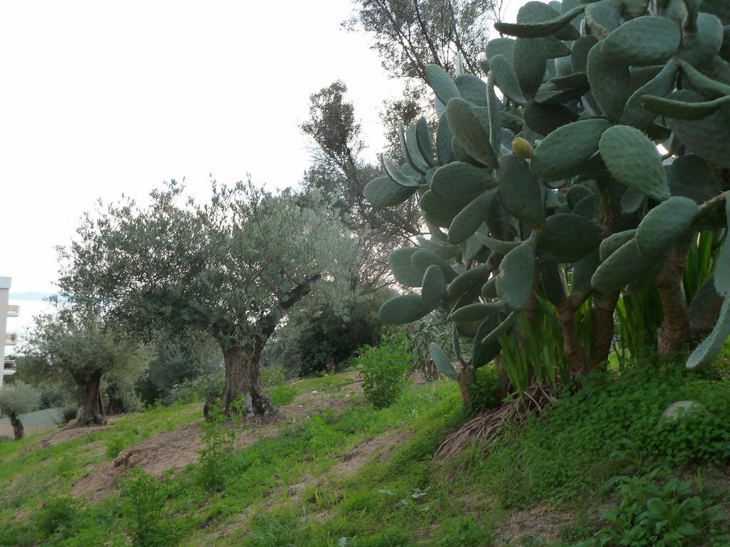 F2 Le Lavezzi Ajaccio (Corsica) Exterior foto